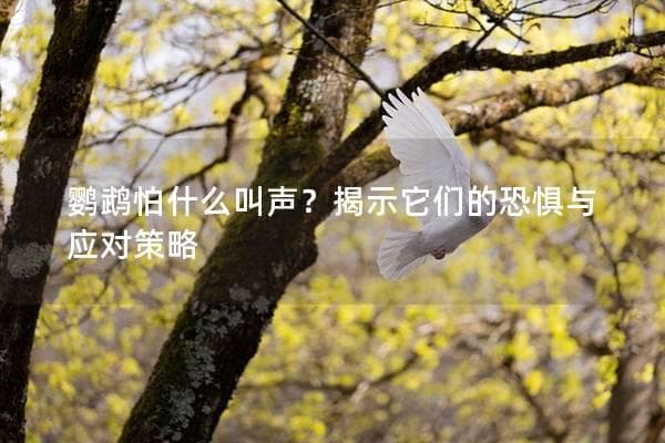 鹦鹉怕什么叫声？揭示它们的恐惧与应对策略