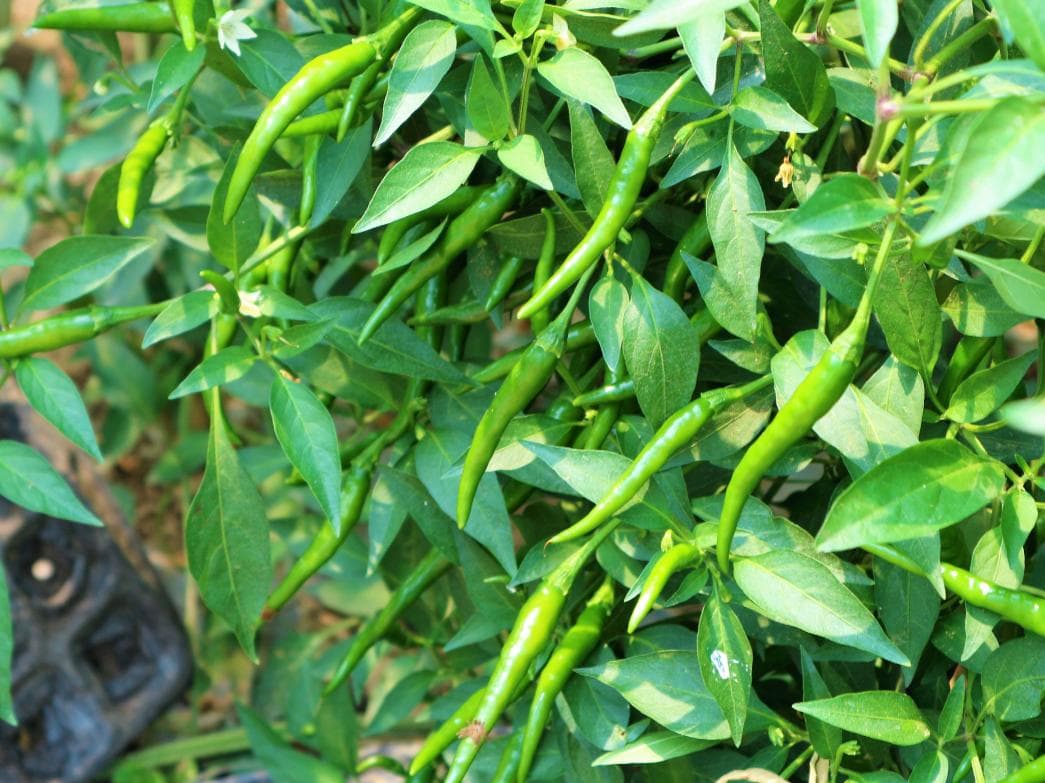 辣椒育苗方法和时间温度（常见的种植辣椒应该怎样栽培？)