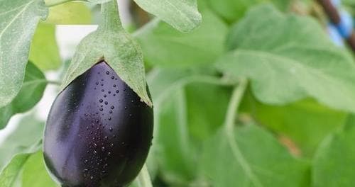 茄子的保存方法：从清洗到烹饪的全方位指南