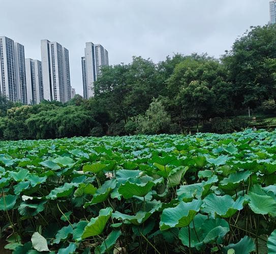 曲径通幽的意思,曲径通幽之地探秘：隐秘美景深度游