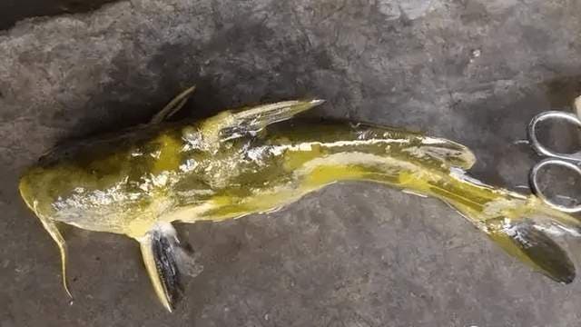 水产养殖中水霉病的预防方法