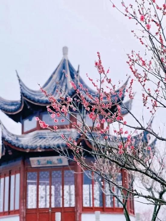 上海文旅活动指南：梅花节、郁金香展等你来