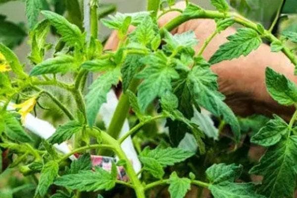 膨大剂属于哪种植物生长调节剂？