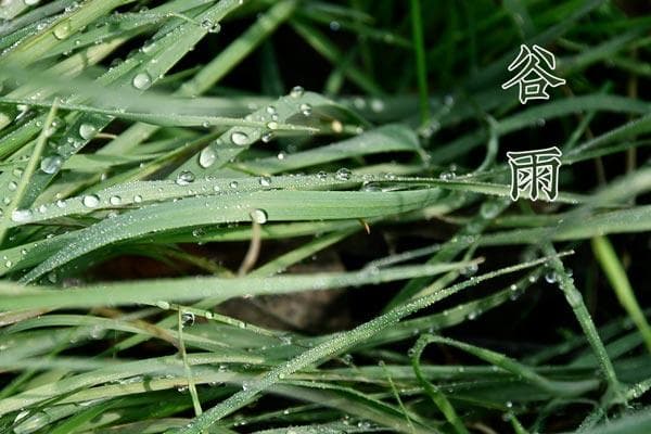 谷雨的由来与风俗