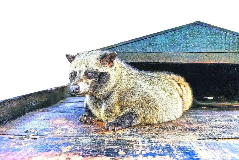 印尼日惹猫屎咖啡：麝香猫“加工”成就世界奢侈品