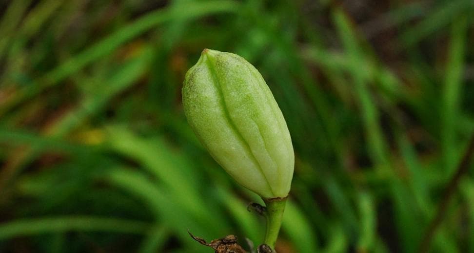黄花菜种植全攻略：从选址到收获的完整指南