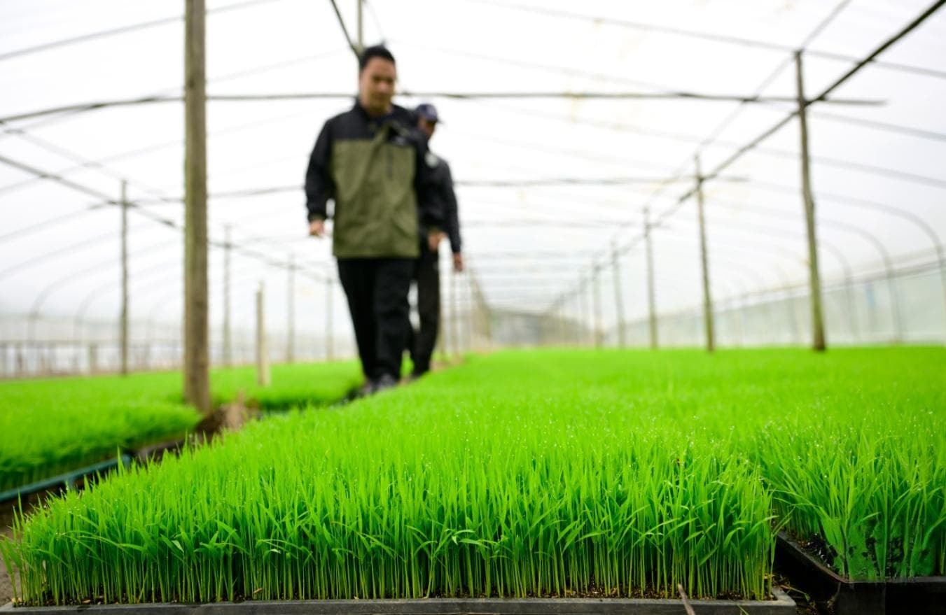 中山农业合作社抱团种粮更显“科技范”｜春好正是耕种时