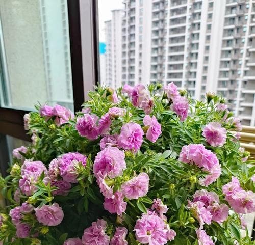 矮牵牛开花时间及管理技巧（掌握矮牵牛的生长周期，让它持续开花）
