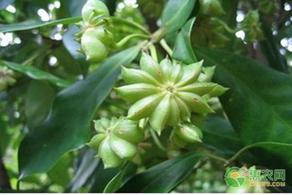 八角树种植技术全攻略：从选地到苗后管理