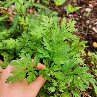 清明寒食吃青团，背后有哪些知识和故事？