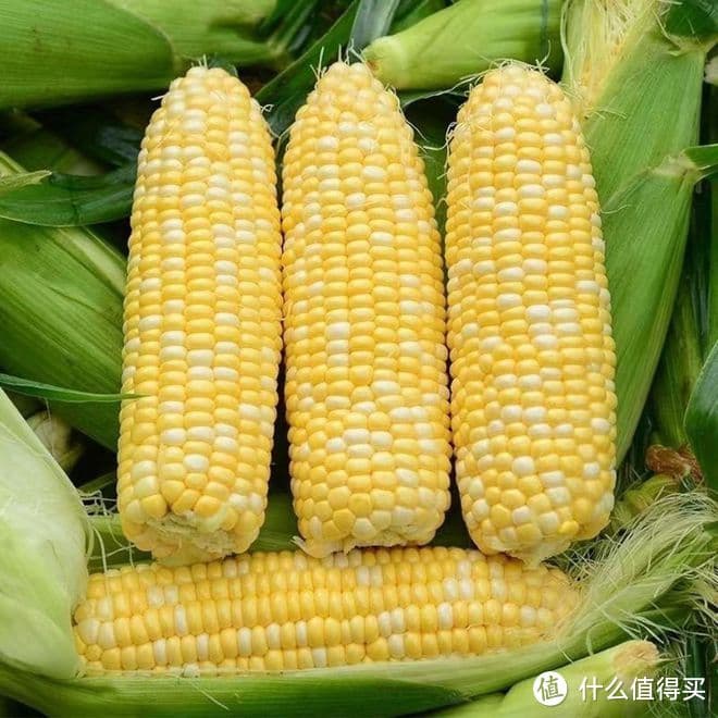 水果玉米和糯玉米哪个减肥好？