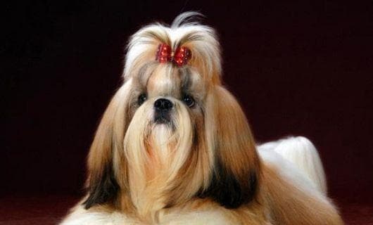 西施犬的饲养方法是什么？如何让你的宠物健康快乐的成长？