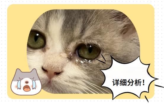 猫咪眼睛流泪怎么治疗最有效？