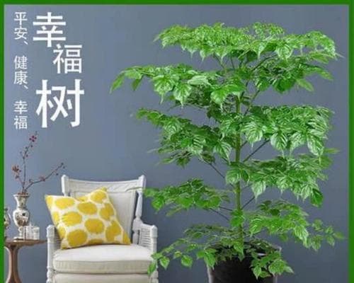 绿宝树养护全攻略（掌握绿宝树养殖方法，让你的绿宝树生长茁壮）