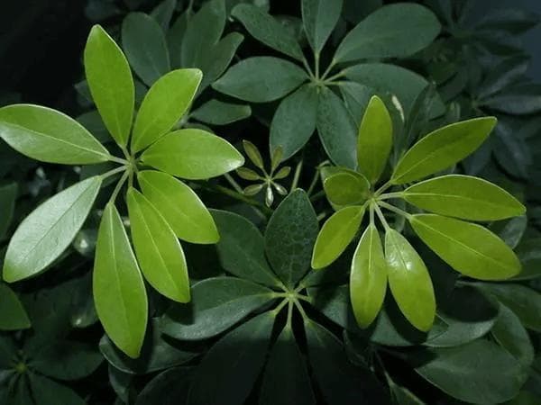 虎皮兰、发财树怎么养？盆里扔这“3种垃圾”，土壤透气，不黄叶