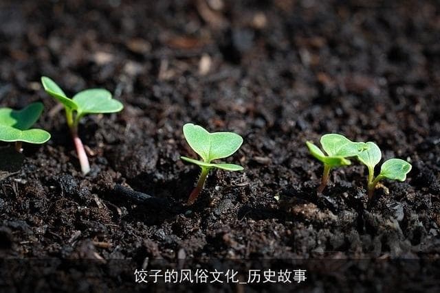 饺子的风俗文化与历史故事