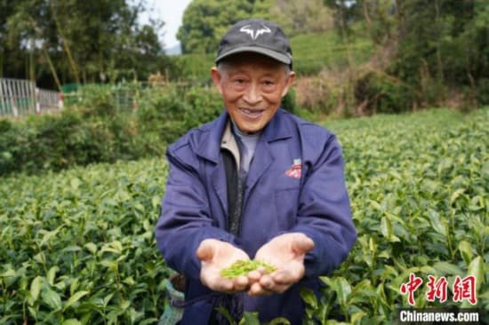 明前茶“贵如金” 浙江杭州迎采茶高峰