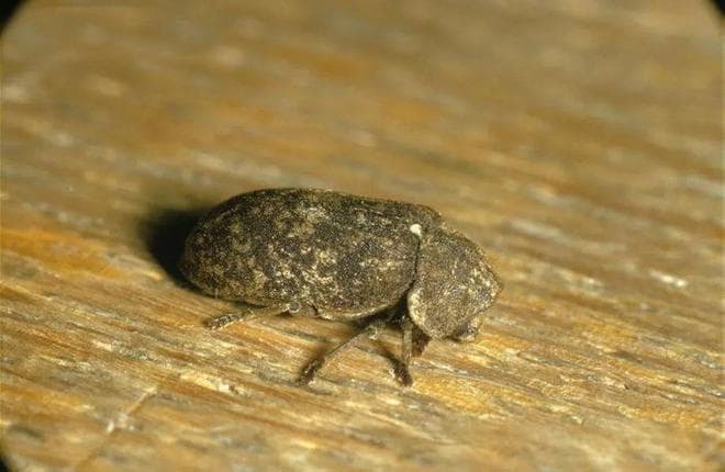 【动物界全系列】长蠹虫下目—食骸虫科〈窃蠹科〉