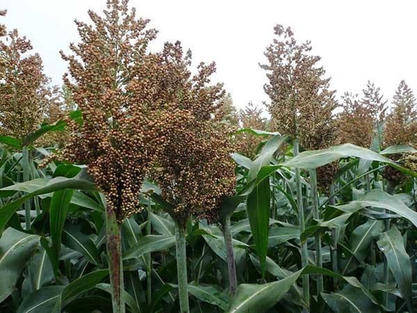 冬天可以种植甜高粱吗？种子技术和管理方法