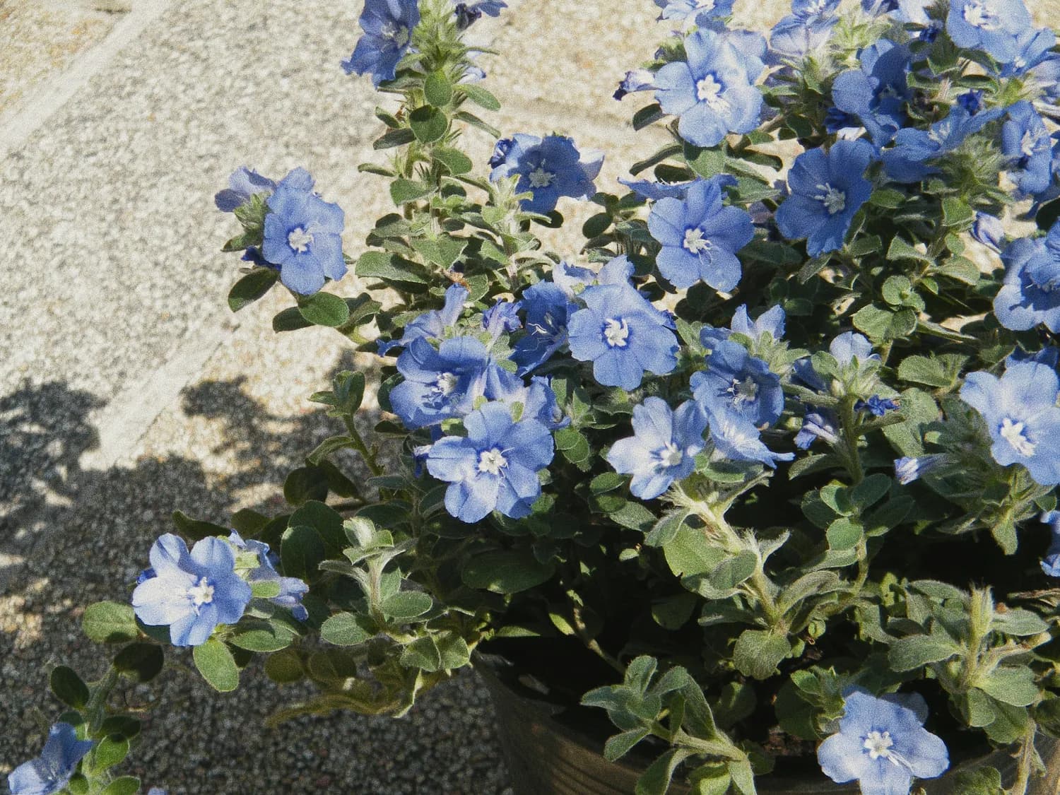 蓝花草种植技巧，让你秒变园艺达人