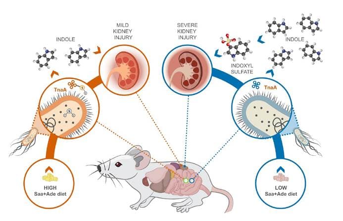 Science：饮食改变肠道菌群蛋白，影响慢性肾病进程