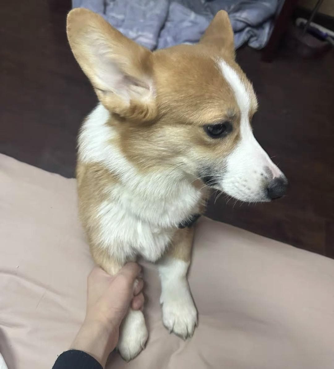 柯基犬全方位指南：从外观到饲养的全面介绍