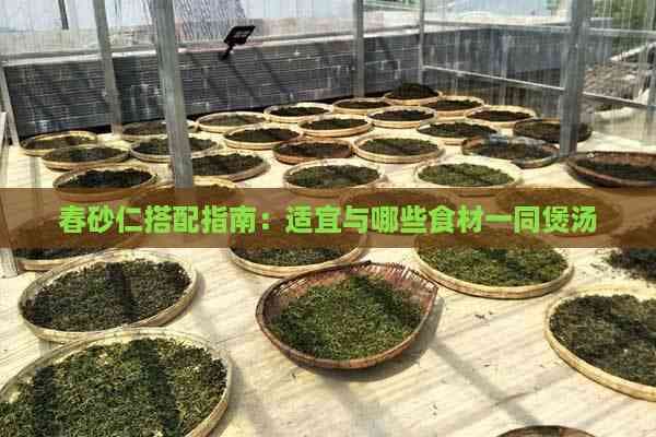 春砂仁搭配指南：适宜与哪些食材一同煲汤