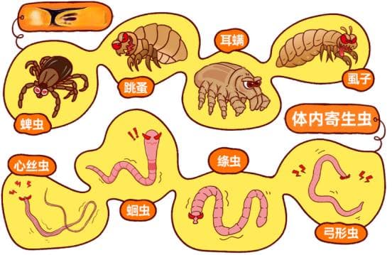 猫驱虫用什么药比较好？看这里！