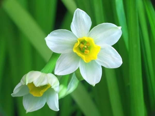 水仙花：春之使者，花中仙子