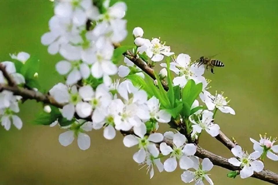 八首李花诗，桃红李白，开尽桃花见李花