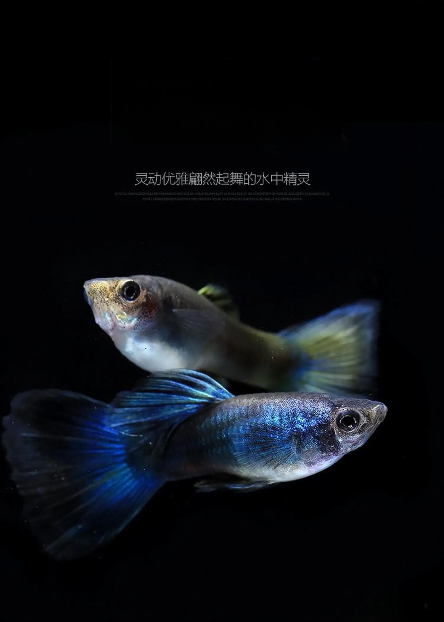 孔雀鱼的养护方法(孔雀鱼养殖技巧 知乎)