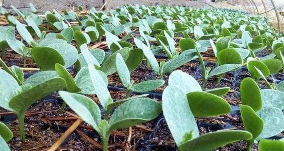 南瓜种植全攻略（种植方法、时间、注意事项）