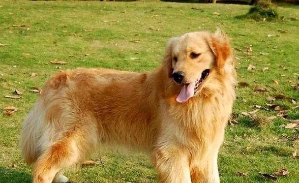 如何正确喂养金毛犬？（从幼崽到成犬，了解不同阶段的饮食需求）
