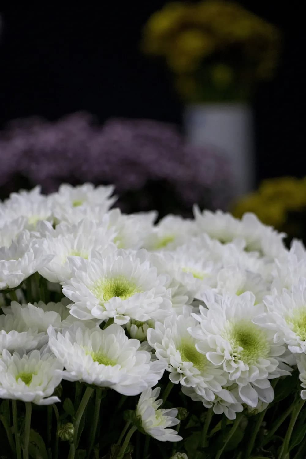 祭奠用什么花？白色菊花最庄重！