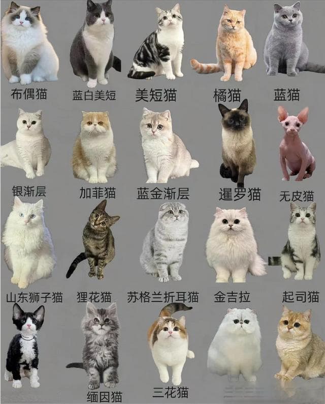 萌宠猫咪大集合：多品种特性大揭秘，帮你找准最佳猫伴侣