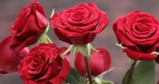 玫瑰花种植全攻略：从环境要求到日常管理