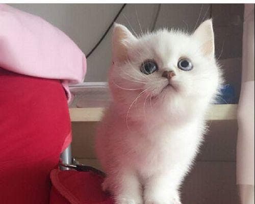 猫咪爱抓人？解析猫咪抓人行为的原因与解决方案