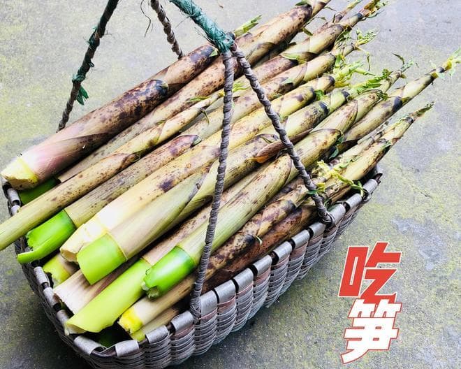 笋的16种做法｜腌炖鲜｜油焖笋｜竹笋鸡汤｜笋干烧肉｜欢迎补充