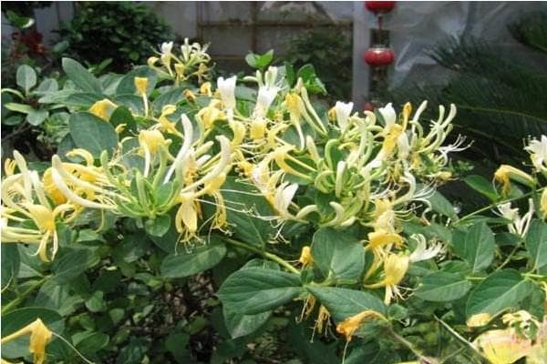 金银花什么时候种植最好？