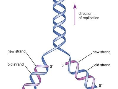 DNA：生命的遗传密码