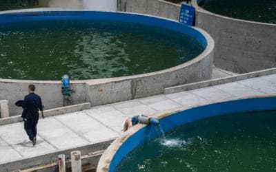 水产养殖废弃物循环利用与水质监测：实现绿色养殖的关键