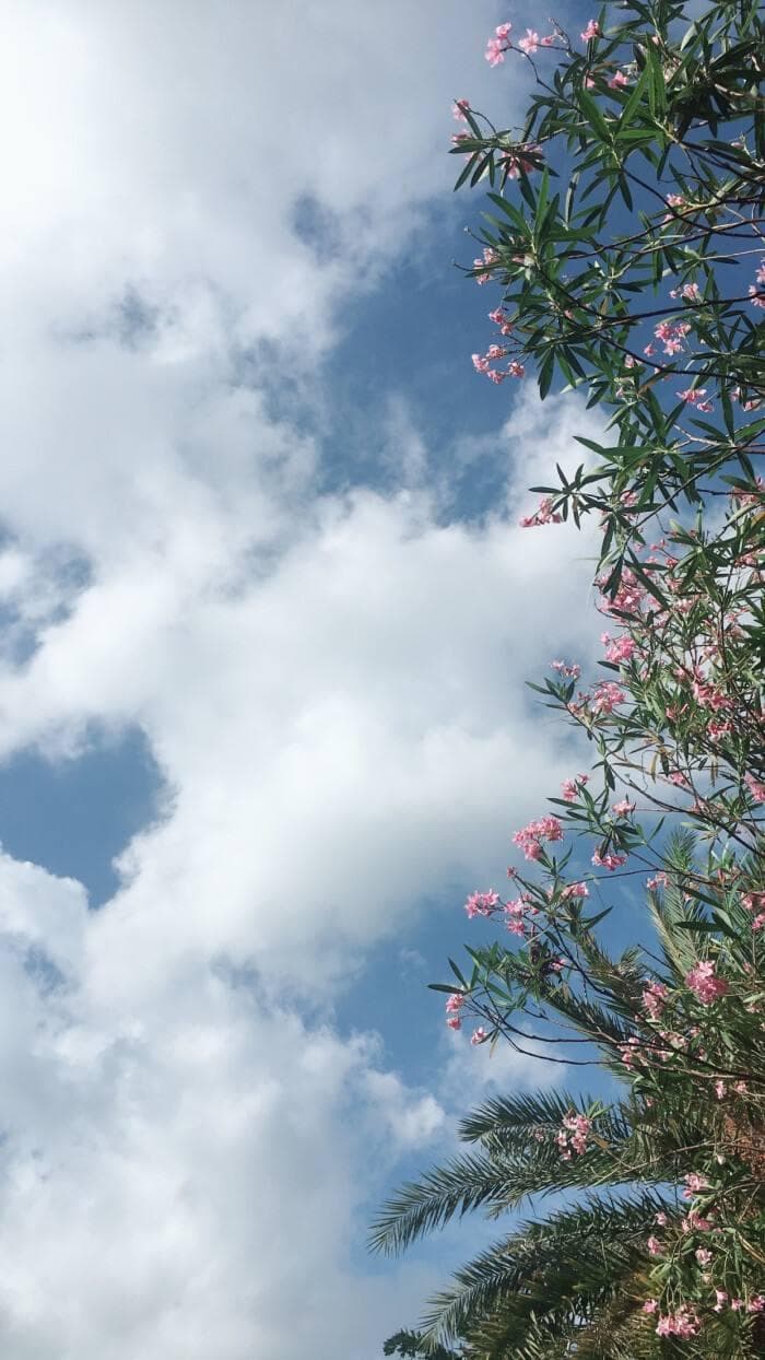 自己动手，种出健康芦荟——家庭种植全攻略