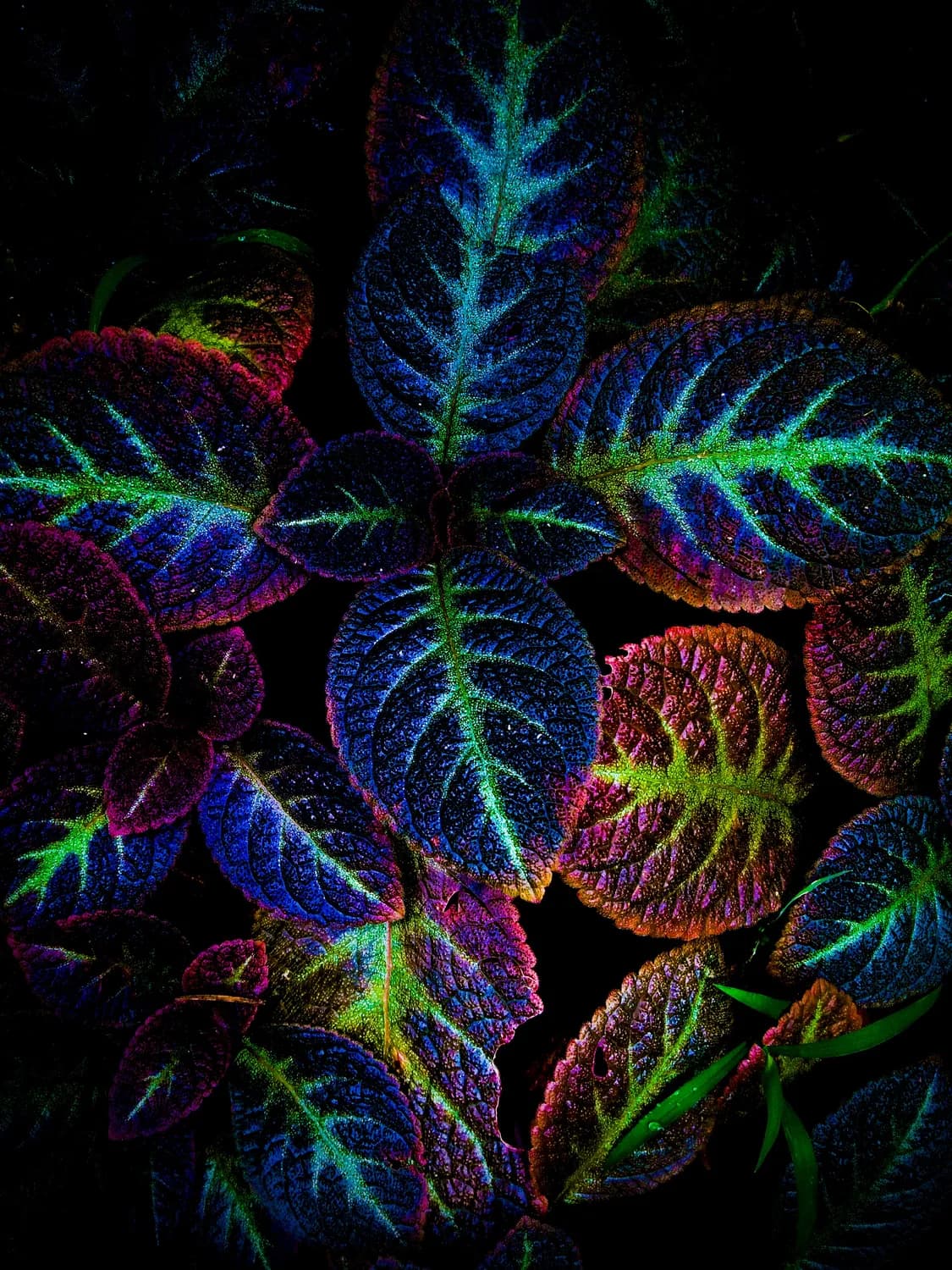 《分子植物（英文）》期刊：AI技术赋能编辑创新