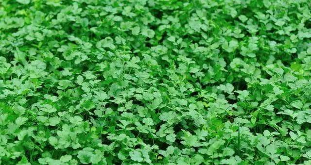香菜种植全攻略（合适的季节、关键技巧和注意事项）