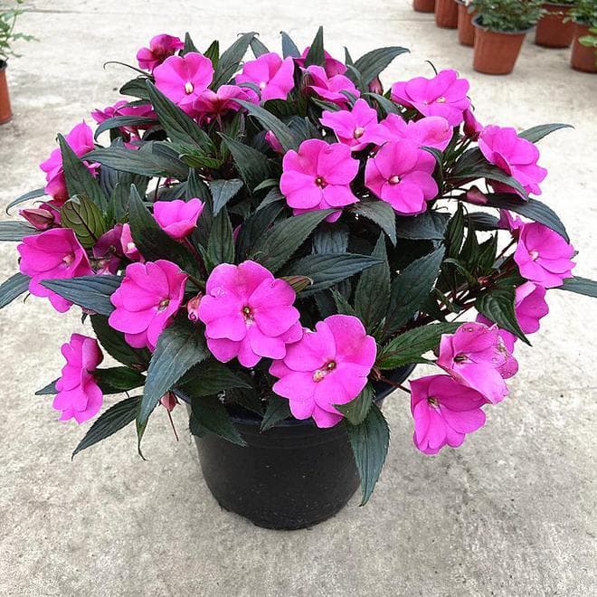 凤仙花盆栽养殖方法