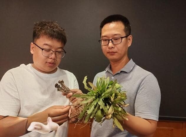 让橡胶草在新疆遍地开花