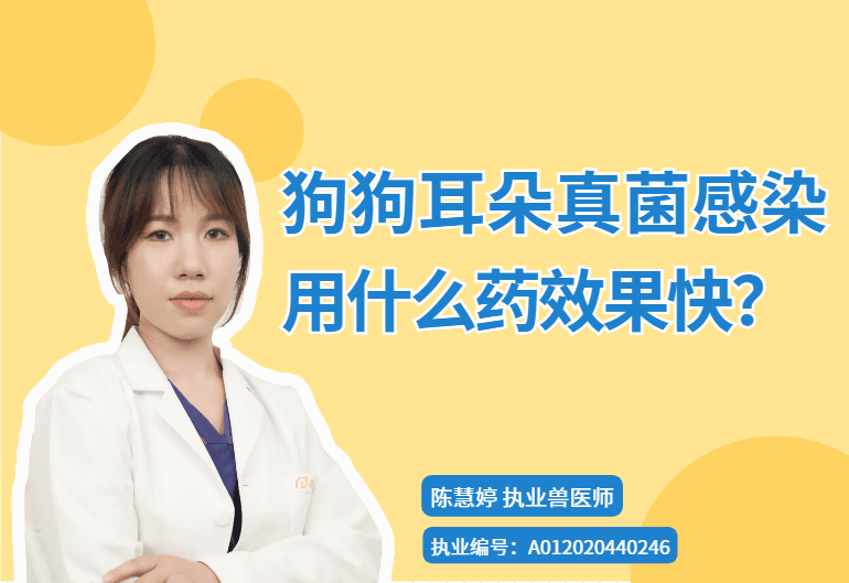 狗狗耳朵真菌感染怎么办？这些药物和护理方法请收好