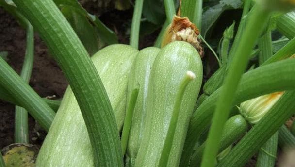 北方菜园种植指南：15种适宜北方生长的蔬菜推荐