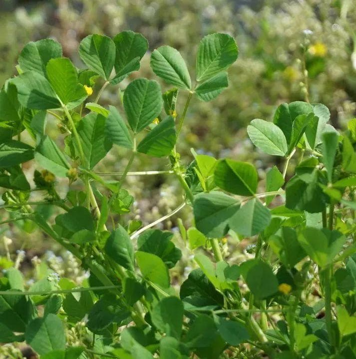 尝“鲜”季来了！但这五种野菜，不要吃→