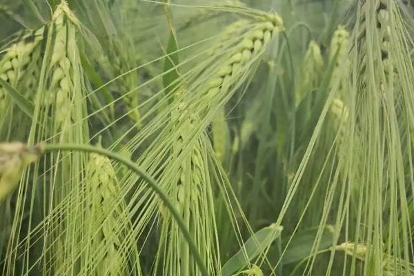 青稞和小麦的区别：从穗部、果实到产地的全面解析